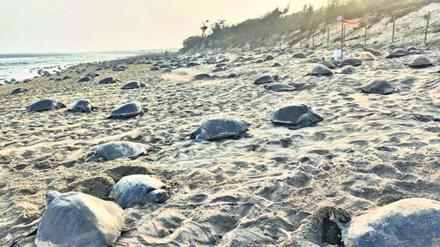 Olive Ridley turtles are the smallest species of marine turtles that normally lay eggs in Rushikulya and Gahirmatha beaches of Odisha. (HT Photo)