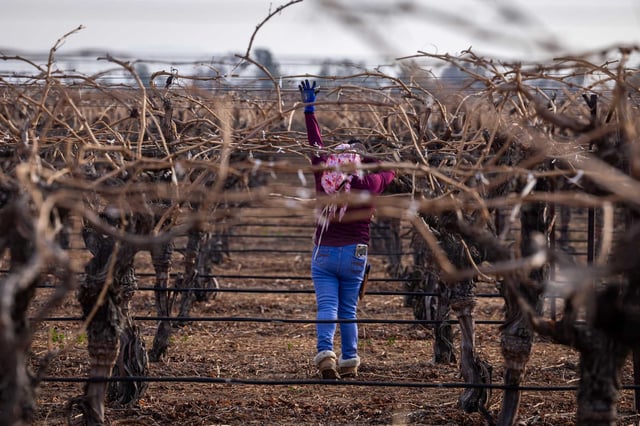 A farmworker ties grapevines to wires in a vineyard in Kern County, California. The ACLU has filed suit over a January Border Patrol raid that ensnared many farmworkers who had no criminal records.