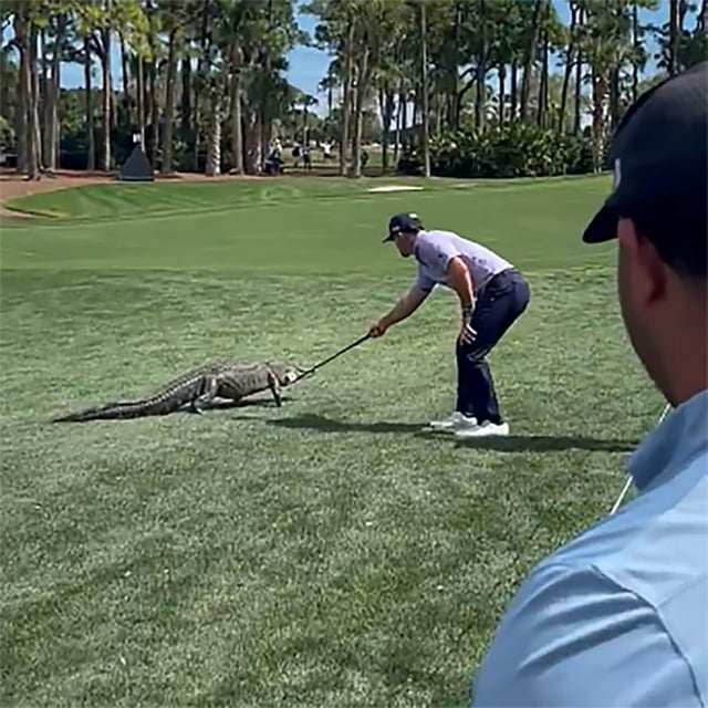 Golfer Billy Horschel pokes at an alligator on the course at the PGA National on Thursday, Feb. 27, 2025, in Palm Beach Gardens, Fla.