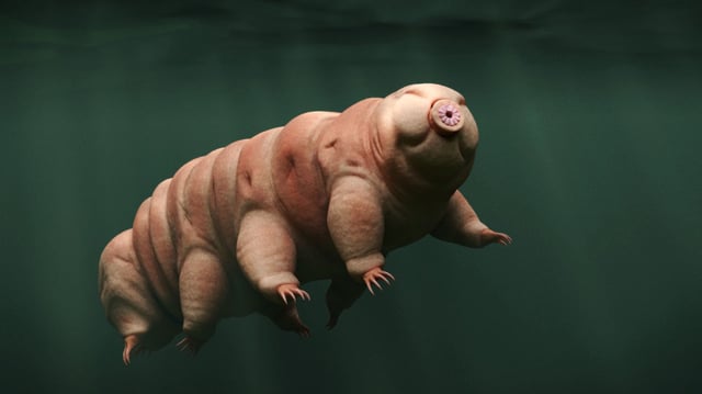 Tardigrades, often called water bears or moss piglets, are tiny, eight-legged segmented micro-animals.