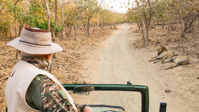 Prime Minister Narendra Modi looks at the Asiatic Lions at Gir National Park and Wildlife Sanctuary during his visit on World Wildlife Day, on Monday. 