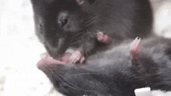 Mice were observed pulling aside the tongues of their unconscious companions to clear their airways