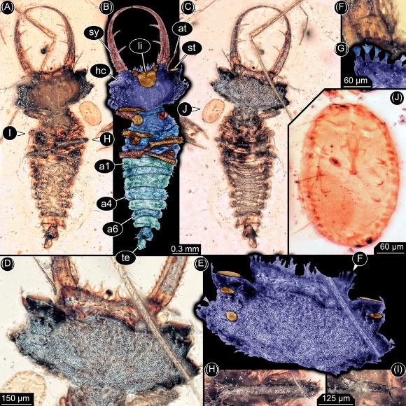 Lacewing larvae from 100-million-year-old Kachin amber. Image credit: Haug et al., doi: 10.1111/1744-7917.13509.