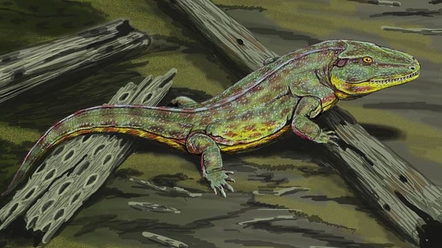 a basal temnospondyl.