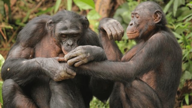 Two male bonobos groom one another at Lola ya Bonobo Sanctuary