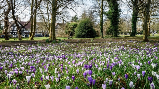 Crocus display at Worsley Green, Manchester. Temperatures could dip as a result of changes to the polar vortex