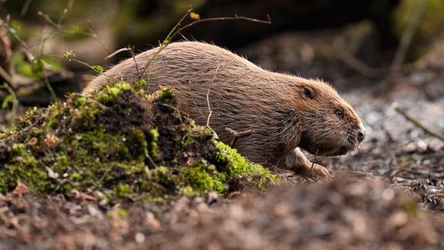 One of the four beavers makes its way to the water at the Purbeck Heaths nature reserve in Dorset on Wednesday