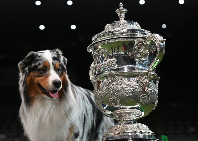 Last year&#39;s winner of Best in Show at Crufts, Australian shepherd Viking, poses for photos (Photo: Oli Scarff/AFP)