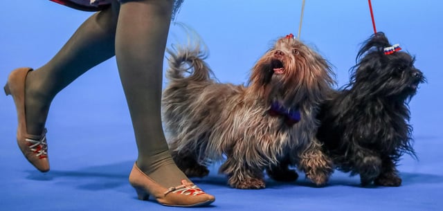 Bei den entführten Hunden handelte es sich um Bolonkas (Symbolbild)