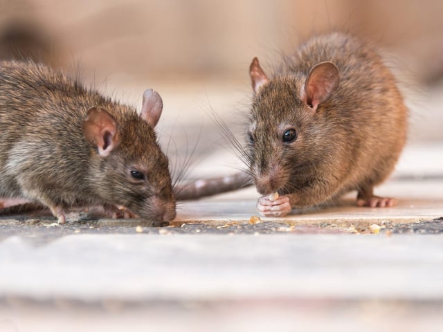 Hantavirus comes from inhaling the bodily fluids of infected rats and mice.