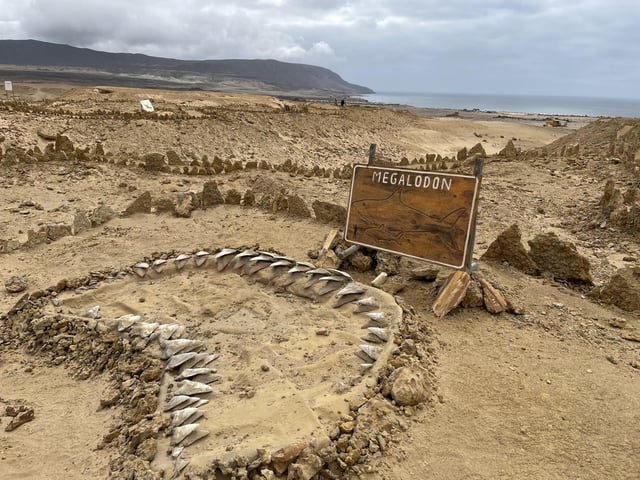 Im Freilichtmuseum Sitio Paleontológico Los Dedos in Chile sind Überreste der Urzeit-Haie zu sehen