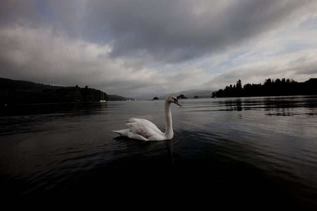FILE - A swan in the morning light of Lake Windermere in the Lake District of northern England Monday, June 28, 2010.(AP Photo/Harry Hamburg, file)
