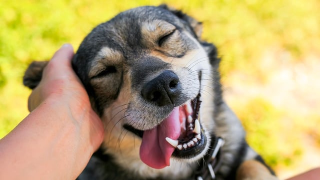 Owners tended to “project human emotions on to their pets”, according to research