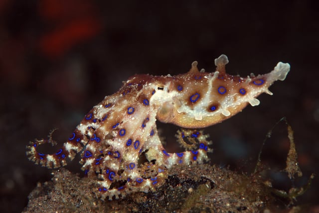 A blue-ringed octopus captured underwater in Tulamben, Bali, Indonesia.