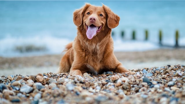A woman in China cloned her late dog for ₹19 lakh.
