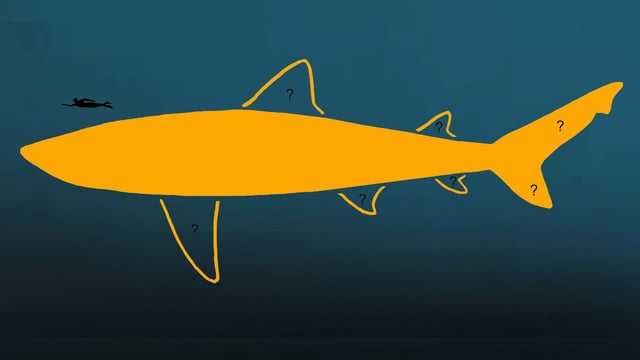 Scientists have reexamined the total body length of the megalodon, finding it to be as much as 30 feet (9 meters) longer than previously thought. Humans never coexisted with the prehistoric shark.