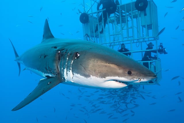 Scientists have long thought the megalodon resembled a supersize version of the modern-day great white shark.