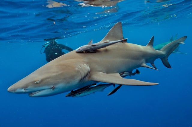 However, Otodus megalodon likely had sleeker proportions instead, more in line with those of a lemon shark, new research suggests.
