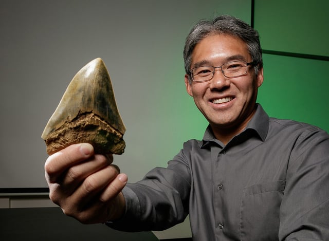 Paleobiologist and lead study author Dr. Kenshu Shimada holds a megalodon tooth. He has been interested in the extinct shark since he was 13.