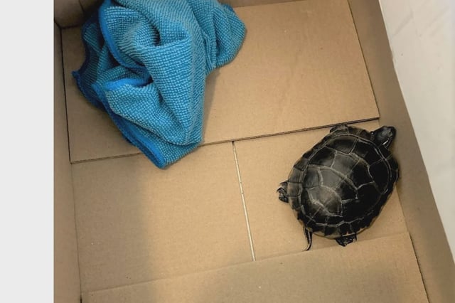 Officials say the turtle, which was wrapped in a blue towel hidden down the front of a man's pants, was unharmed.