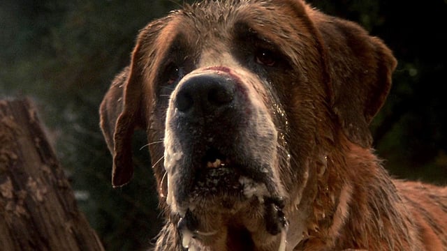 St Bernard dog in Stephen King Cujo adaptation