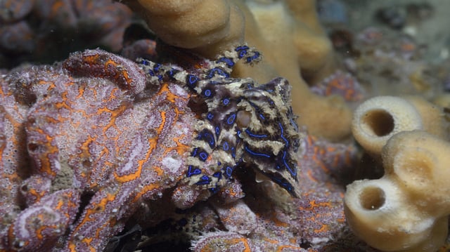 Blue-Lined Octopus, Hapalochlaena fasciata, endemic, Post Stephens, New South Wales, Australia, South Pacific Ocean