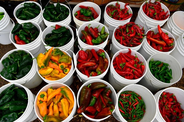 BOULDER, CO - OCTOBER 7: Buckets of harvested peppers for sale at MASA Seed Foundation on October 7, 2022 in Boulder, Colorado.  The farm has 250,000 plants on site with fruits, vegetables, and seed plants. Masa Seed Foundation is an agricultural cooperative that grows open pollinated, heirloom, locally and regionally adapted farm grown seeds. They seek to build a bio-regional seed bank, form a multi-demographic seed growers cooperative, distribute organic seeds and produce for hunger relief, facilitate educationally driven volunteer programs in agriculture, horticulture and permaculture and to teach and assist local growers with residential and farm landscapes to grow food sustainably and locally.   (Photo by Helen H. Richardson/The Denver Post)