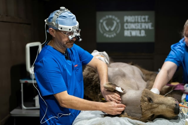 Vets have been waiting to observe how Boki would wake up to gauge the success of the surgery