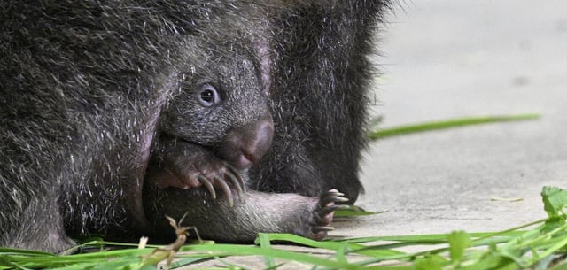 Ein Wombat-Junges im Beutel seiner Mutter (Archivbild)