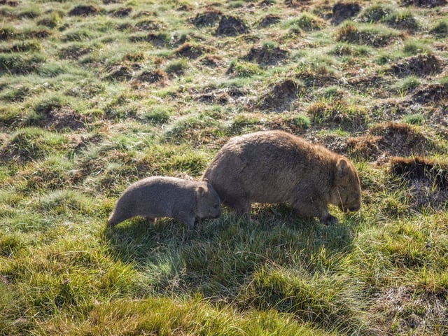 Sam Jones, eine Jagd-Influencerin aus Montana, hat ein Video veröffentlicht, in dem sie ein Wombat-Jungtier nachts von seiner Mutter trennt. (Symbolbild)