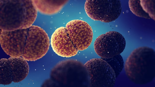 En France, les infections invasives à méningocoques touchent entre 500 et 600 personnes par an.