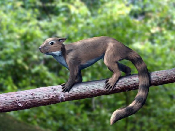 Life reconstruction of Shenshou lui, an extinct squirrel-like euharamiyidan species from the Middle Jurassic of China. Image credit: Nobu Tamura, http://spinops.blogspot.com.