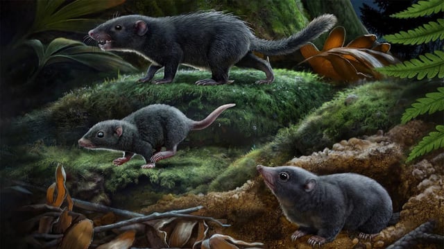 Small mammals during the Mesozoic Era.