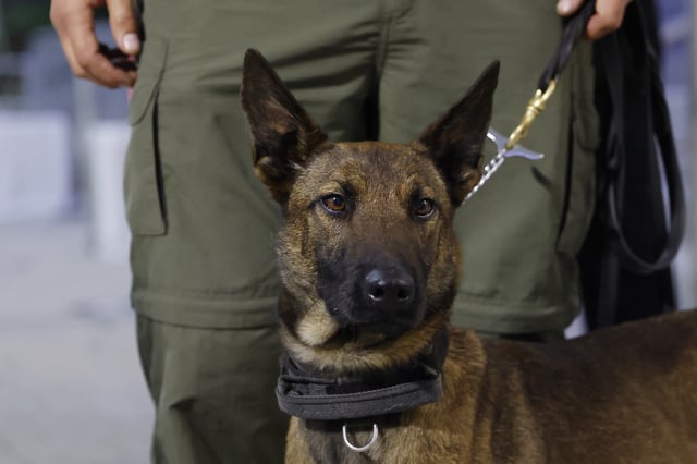 A detection dog looks on as he waits to screen fans as they enter the arena prior to the game at American Airlines Arena on January 28, 2021 in Miami, Florida.