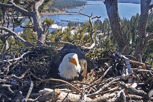 A bald eagle in a nest atop a tree overlooking Big Bear Lake in the San Bernardino Mountains in southern Calif., on Feb. 29, 2024.