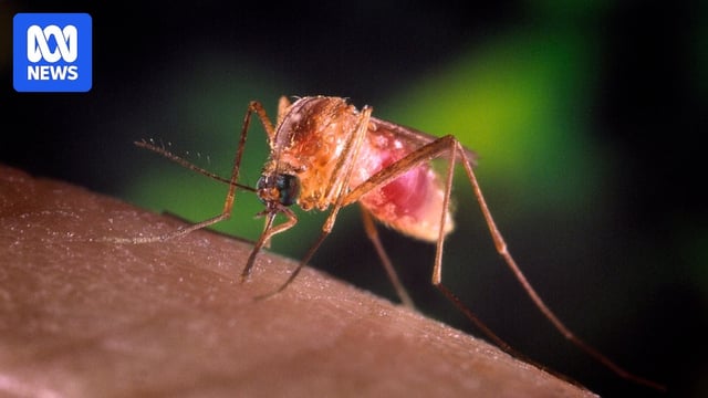 A Culex quinquefasciatus mosquito