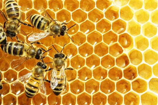 Bees on honeycomb