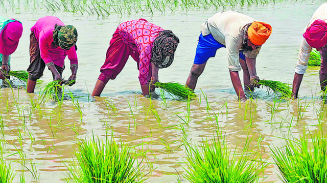 Agriculture (AFP)