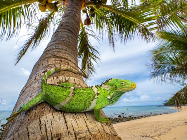 A Fijian crested iguana (Brachylophus vitiensis) resting on a coconut palm on the island of Fiji in the South Pacific. The four species of iguanas that inhabit Fiji and Tonga today are descended from ancestors that colonized the island within the past 34 million years, probably by rafting 5,000 miles across the Pacific Ocean from western North America.