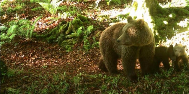 L’ours Caramelles et l’une de ses portées en 2019.
