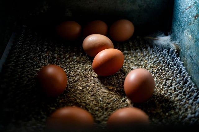 Eggs from ISA Brown chickens inside a nesting box at an egg farm in Mason, Michigan.