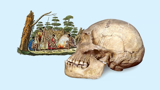 The man was part of the “Big River” tribe, one of the many original tribes which have been entirely wiped out and for which there are no direct descendants. His skull – not the one pictured – is being returned the Tasmanian Aboriginal Centre in Hobart