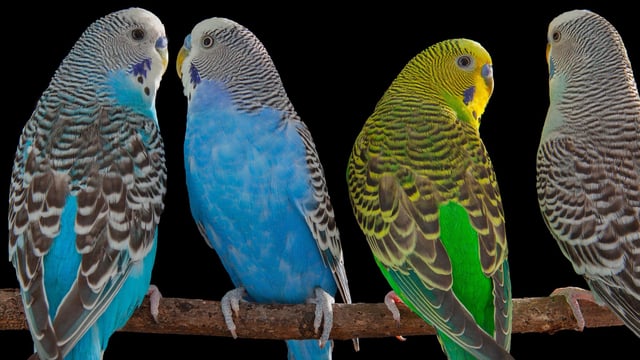 Budgerigars, a highly social species, use flexible vocalizations to communicate with each other.