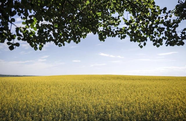Canola fields are pictured near Cremona, Alta., Monday, July 15, 2024. 
