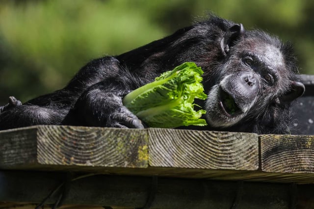 Maggie, a chimpanzee that died last week at the San Francisco Zoo after suffering from cancer, is seen eating lettuce in 2016 in her enclosure at the zoo.