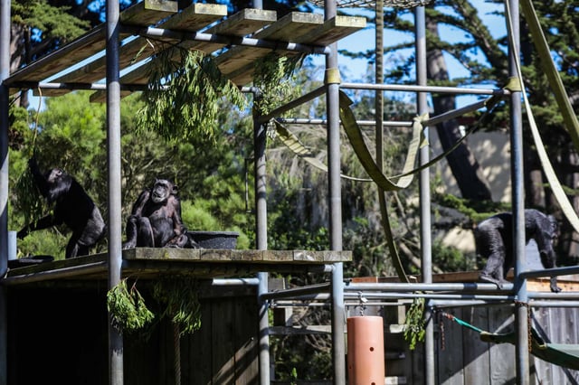 Left to right, chimpanzees Minnie, Maggie and Cobby hang out in their enclosure at the San Francisco Zoo in 2016. All three have since died.