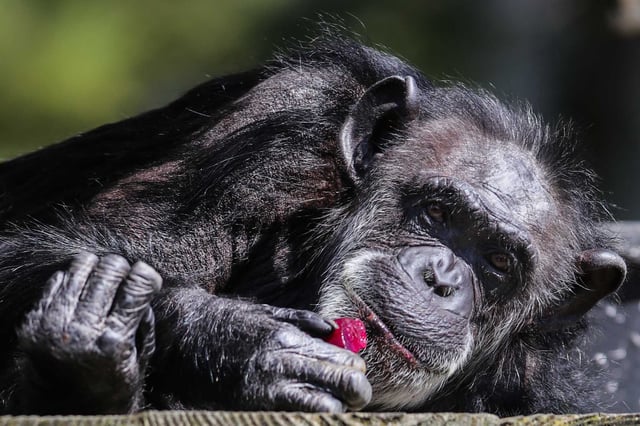 Maggie, a chimpanzee that died last week at the San Francisco Zoo after suffering from cancer, is seen eating a frozen treat in 2016 in her enclosure at the zoo.