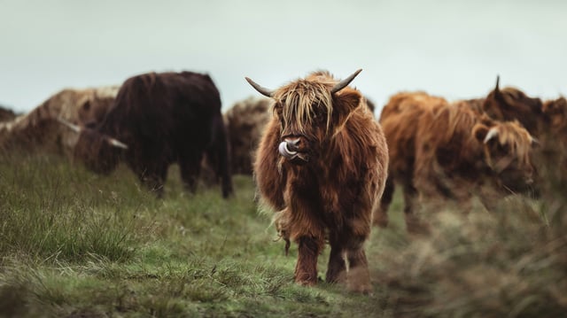 Bitcoin bulls are out ((Unsplash/Peter Lloyd)
