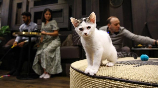 The Kitten Lounge at Java Whiskers Cat Café in Marylebone, London