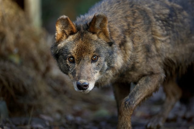 An Iberian wolf (Canis lupus signatus) exercises at Basondo Animal Refuge, in Kortezubi, Spain, December 14, 2024.  REUTERS/Vincent West/File Photo